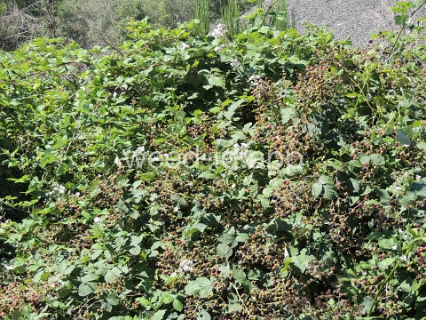 blackberry, Himalaya